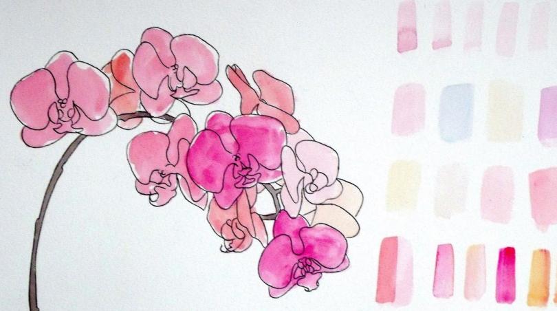 A watercolour painting of a pink orchid next to a series of colour swatches.