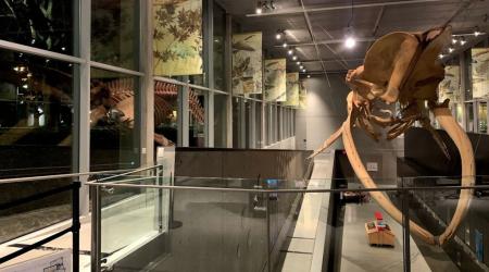 Exploring Art at UBC: The Beaty Biodiversity Museum and the Belkin Gallery